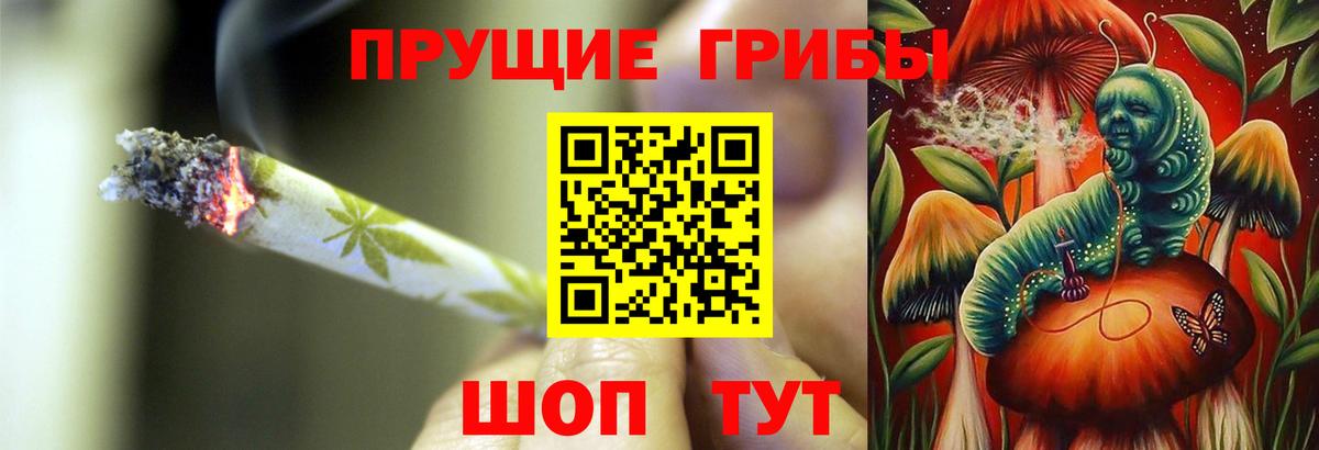 Псилоцибиновые грибы Psilocybe Новокуйбышевск